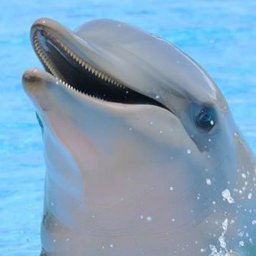 MeDolphin