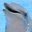 MeDolphin