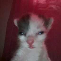 Chigidon