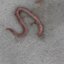 Worm-1