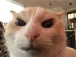 Angry Cat, Ready for some Beef!!!!!!!!!!!!!!!!!!!