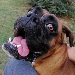 BillyTheDoggo