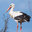 Stork