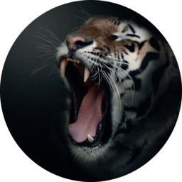 Tiger Matahari#3127