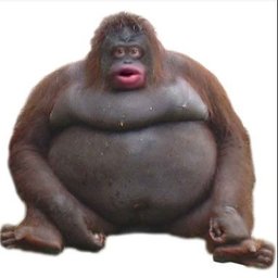 Fat Monke#