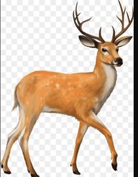 jaikishan/ bishnoi/ 29