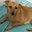 MrPongolino