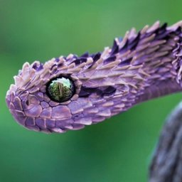 CassThePurpleVipress