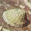 Wtf is a Limpet?