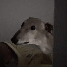 kingscare69