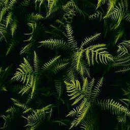 Silpnius