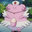 Blissey!