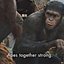 Apes Together Strong