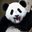 Jasiek_Lapa#