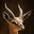 Gerenuk