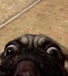 PepeRenno