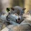 Vööro Wolves
