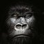 Gorilla Vanguards