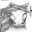 Sou um Cavalo Selvagem