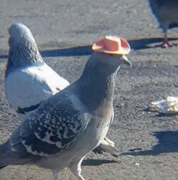 Forjador Sapeca#Forja