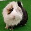 Chimochang