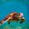 TURTLES.pro