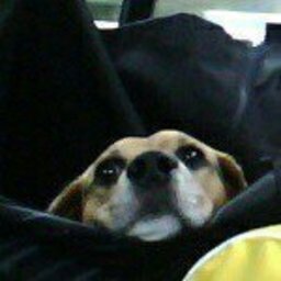 GoodDoggo