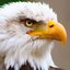 Broken Eagle´s (was deleted at: 2022-08-31T15:34:43.4063595Z)