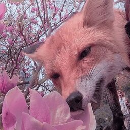 Nate_SkyFox