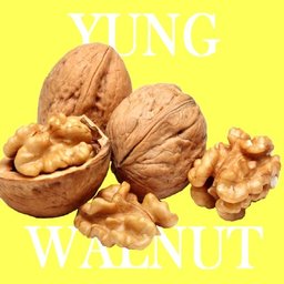 yungwalnut
