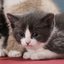 Cute Kittens (was deleted at: 2026-01-02T14:34:10.4561316Z)