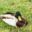 Duck to GO