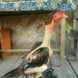 Galo de combate