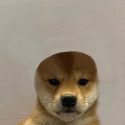 halocito