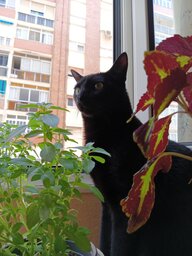 ColoVS