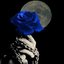 PaleBlueRose