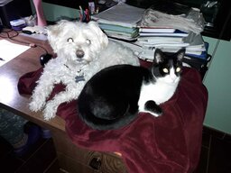 iusseppe_02033_99344