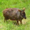 Torneos Pudú Watón