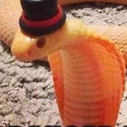 danger_noodle
