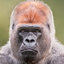 Apes.Together.Strong!