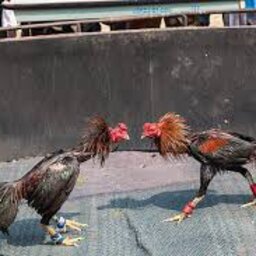 GALO VÉI DA BRIGA