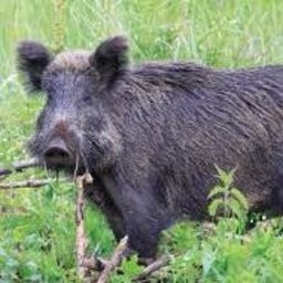 PSYCHOTIC TENDENCIES