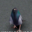 Fl1pp3R