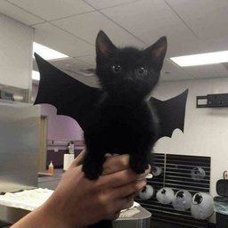 I Need Cacheada#OnYm