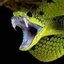 Snake 1979