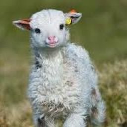 WoolySheep
