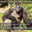 Harambus
