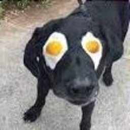 EGFoxX