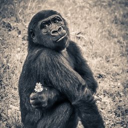 The Monkey