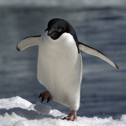ŠMÐ